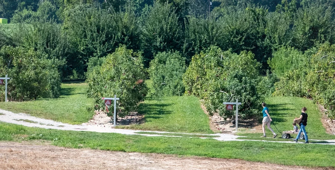 Growing Apples, Growing Responsibility: Stepp’s Commitment to Sustainability and Outdoor Stewardship
