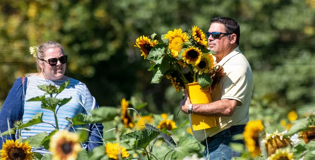 Sunflower Season is on the Horizon at Stepp’s Hillcrest Orchard