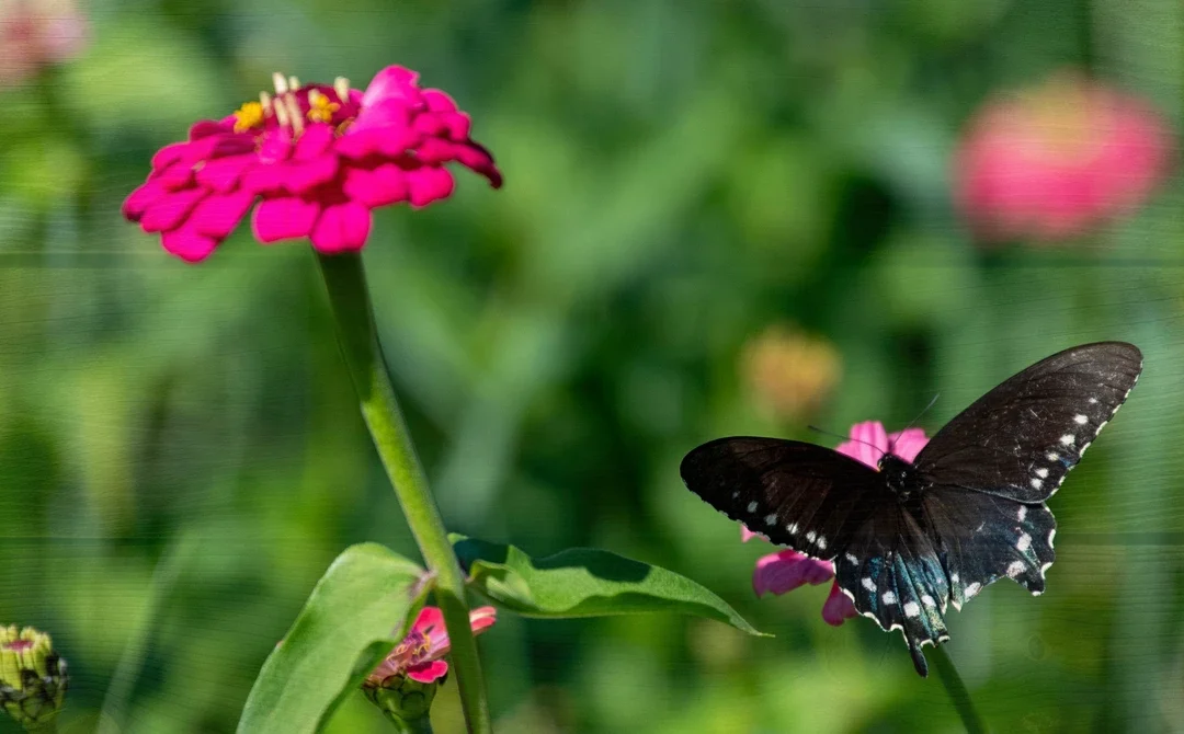 From Spring to Fall Flowers: Experience the Changing Seasons at Stepp’s Hillcrest Orchard