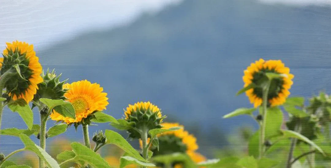 What Could Go Wrong? The Challenges Farmers Face from Spring to Early Summer
