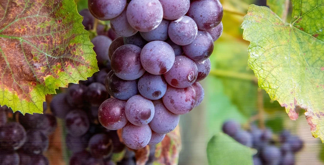 Grape Season Is Almost Here at Stepp’s Hillcrest Orchard